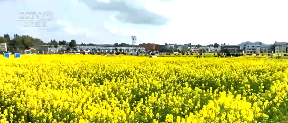 各地迎来绚烂花季“繁花”绽放 “美丽经济”既有“颜值”又有“产值”